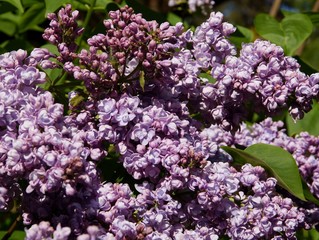 Obraz premium Lilac bush with fragrant,lila flowers
