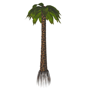 Bjuvia simplex Tree - Bjuvia lived during the Permian Period and was a cycadale plant with a simple leaf pattern.