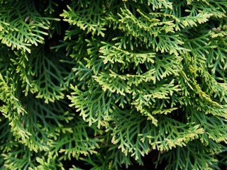 green leaves of thuja tree as background
