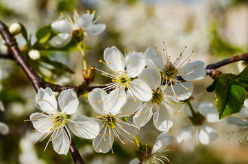 Obraz premium cherry flowers on a branch with leaves close up 
