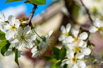 cherry flowers on a branch with leaves close up 