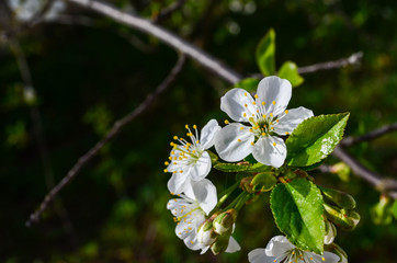 cherry flowers on a branch with leaves close up 