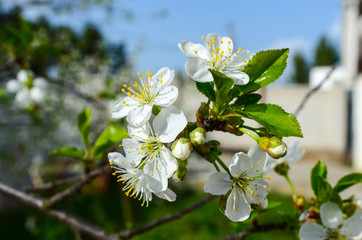 cherry flowers on a branch with leaves close up 