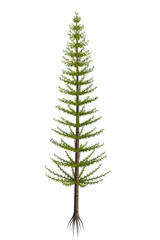 Calamites sp Tree - Calamites began in the Devonian and became trees during the Carboniferous Period and exist today as horsetail plants.