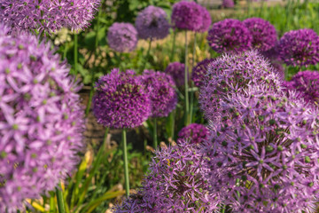 Obraz premium Purple round flowers of giant onion in the garden