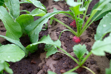 radish seedlings close up