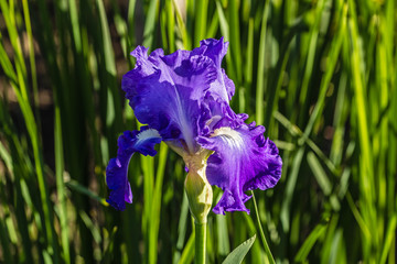 Flower of the iris in the garden in the glare of the setting sun