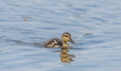 kleine ente