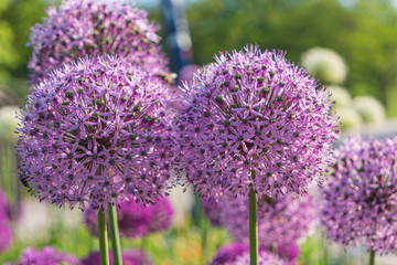 Purple round flowers of giant onion in the garden