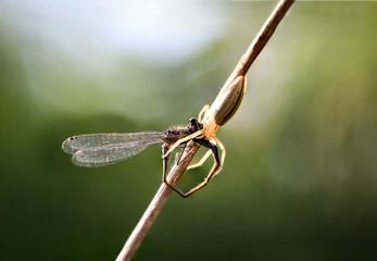 Spinne fängt Libelle, Natur, Spinne, Libelle, Macro