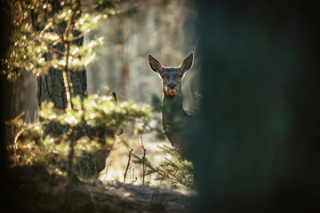 Curious red deer hind peeking from behind tree trunk.