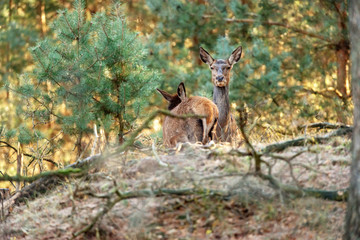 Red deer hind looking over sand hill in forest.