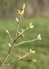 sprouted green buds of trees