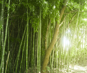 Lush green bamboo