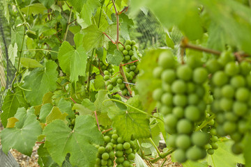 Green grape vine