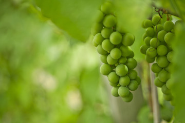 Green grape vine