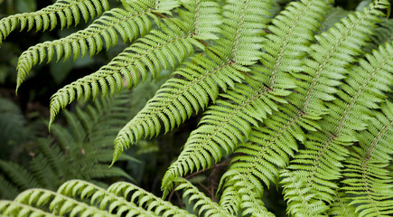 Fresh green ferns background