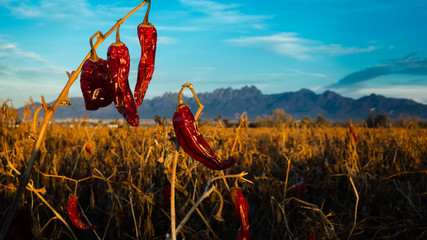 Red Chilis