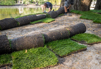 The roll  lawn