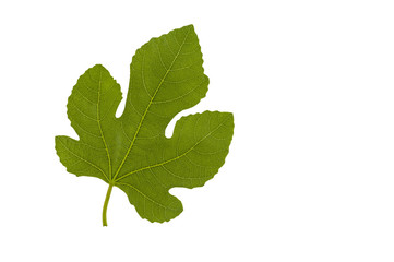 Fig leaf.Fig leaf  isolated on a white background.