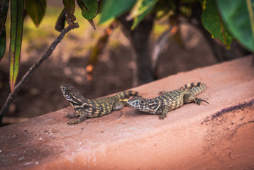 pair of lizards is basking in the sun