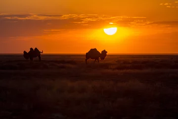 Photo sur Plexiglas Chameau Silhouettes de chameaux sur fond de coucher de soleil dans le désert