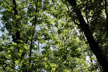 background for postcards from the branches and green leaves