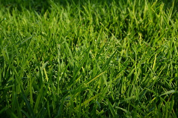 Green Lawn Background