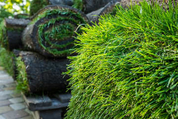 The roll  lawn