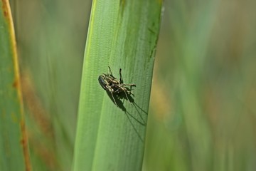 Paarung des Seidigen Rohrkäfers (Plateumaris sericea) 