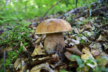 King bolete, penny bun, porcino or cep (Boletus edulis)