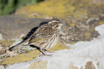 Streaky Seedeater (Serinus striolatus) in Northern Tanzania