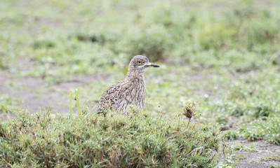 Wet Spotted Thick-knee (Burhinus capensis) Standing in Brush in Northern Tanzania