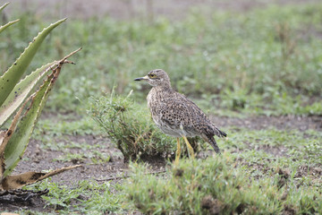 Wet Spotted Thick-knee (Burhinus capensis) Standing in Brush in Northern Tanzania