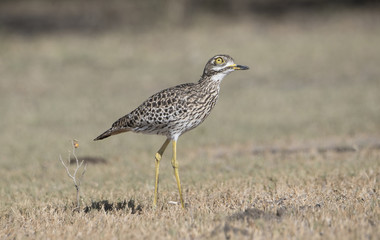 Spotted Thick-knee (Burhinus capensis) in a Grassy Meadow Northern Tanzania