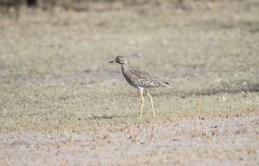 Spotted Thick-knee (Burhinus capensis) in a Grassy Meadow Northern Tanzania