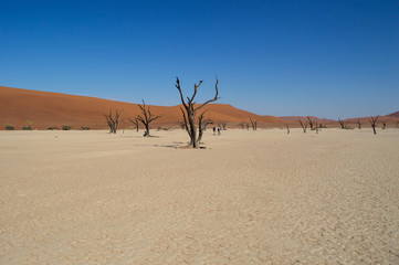 Sossusvlei Salt Pan Desert Landscape with Dead Trees and People, Namibia