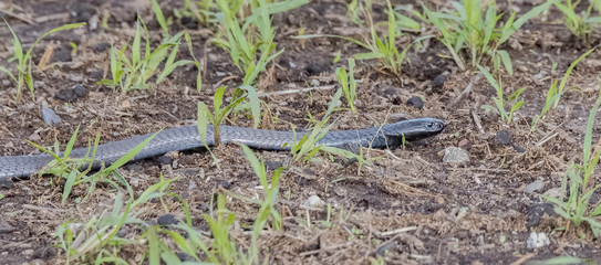 Black-necked Spitting Cobra (Naja nigricollis) in the Wild in Northern Tanzania