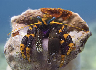 Hermit crab