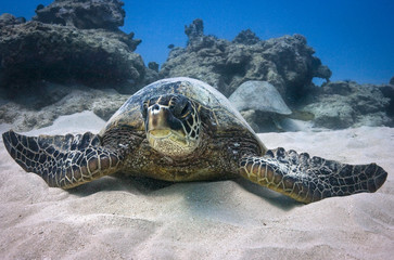 Green Sea Turtles relax