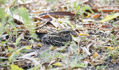 Slender-tailed Nightjar (Caprimulgus clarus) at a Day Roost in Northern Tanzania