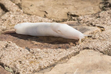 Ghost Slug (Selenochlamys ysbryda) a Predatory Air Breathing Mollusk on the Ground in Northern Tanzania