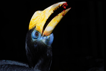 A wrinkled hornbill eats