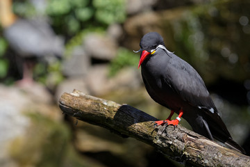 Inca Tern