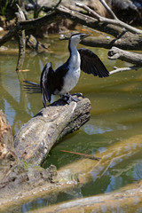 Little pied cormorant