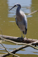 A white-faced heron