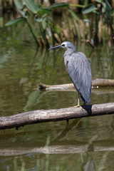 A white-faced heron