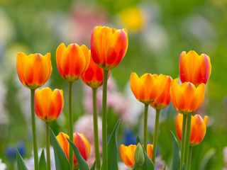 Fototapeta premium Tulipany