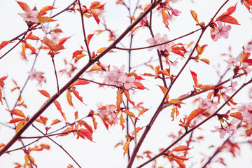 Cherry blossoms in spring, soft focus.