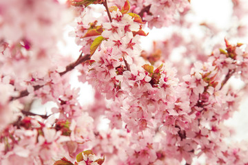Cherry blossoms in spring, soft focus.